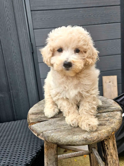 Bichon Poo Puppies