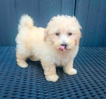 Bichon Poo Puppies