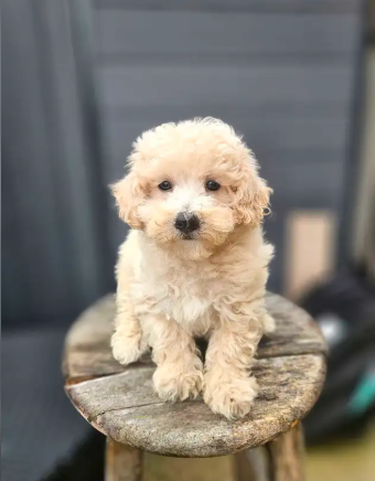 Bichon Poo Puppies